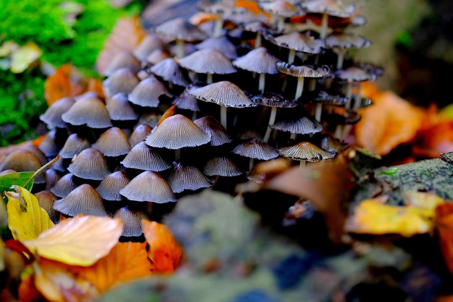 comatus, mushrooms, mushroom colony, forest, nature, autumn, HD wallpaper