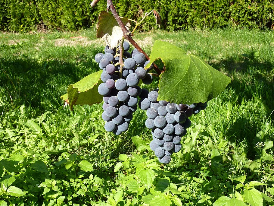 grapes, fruit, winegrowing, close up, healthy eating, food and drink HD wallpaper