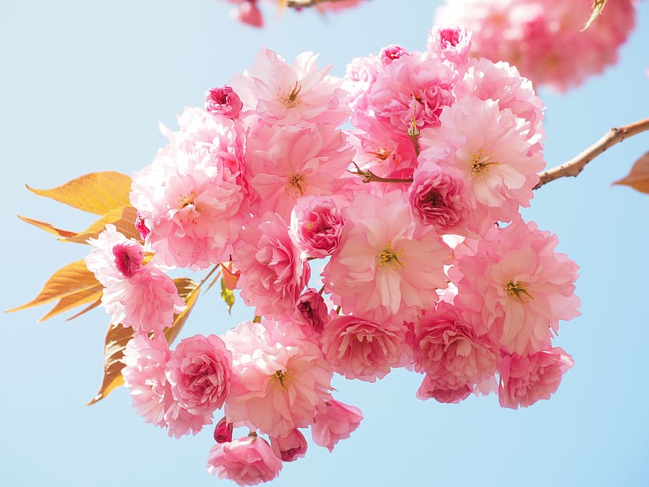 pink flowers on plant during daytime, cherry blossom, japanese cherry, HD wallpaper
