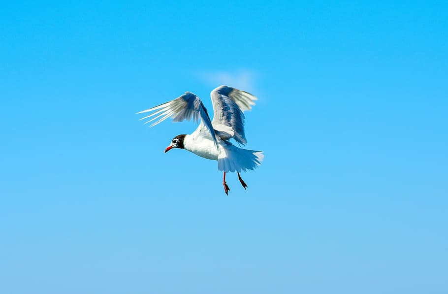 seagull, bird, close, seevogel, birds, water bird, nature, animals HD wallpaper