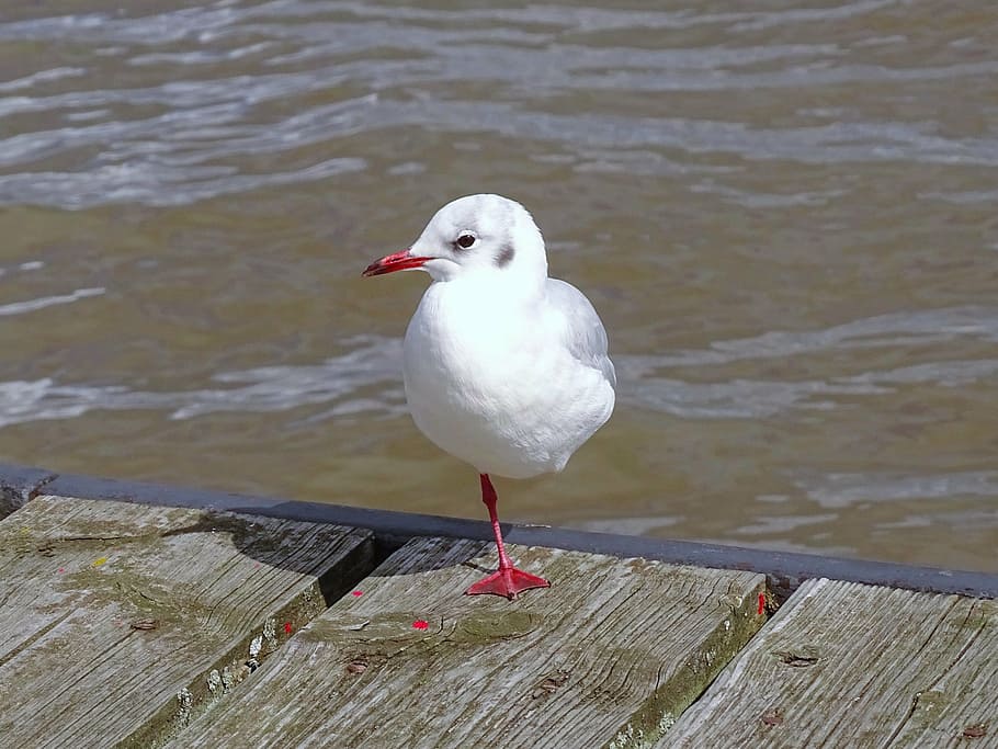 seagull, elbe, bird, river, water, animal, vertebrate, animal themes HD wallpaper