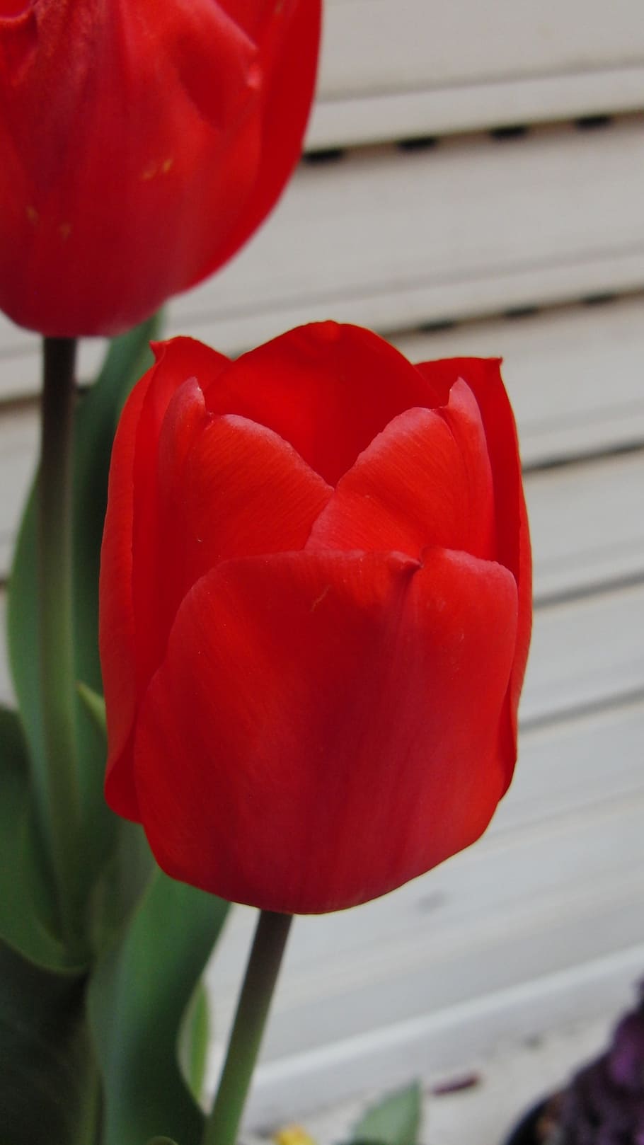tulip, flower, red, flowering plant, petal, freshness, vulnerability HD wallpaper