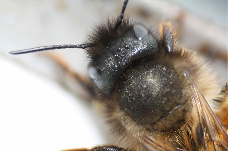 bee, macro, insect, close, nature, animal, close-up, invertebrate HD wallpaper