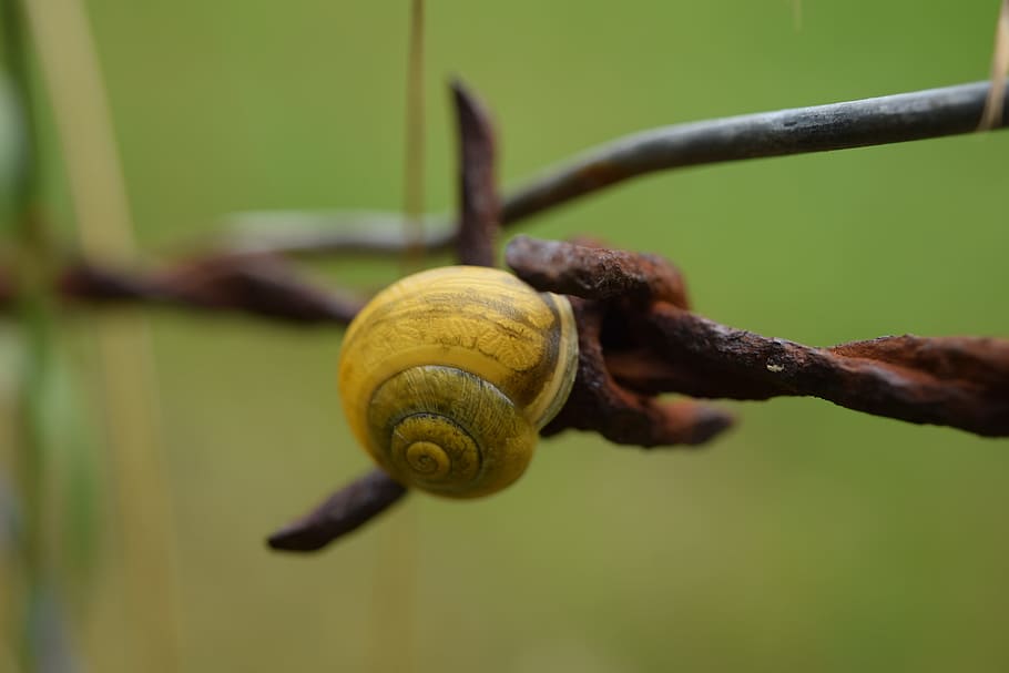 macro, shell, close, barbed wire, animal wildlife, close-up HD wallpaper