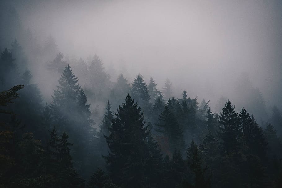 green pine trees covered with clouds, fog, cold, pines, mountain HD wallpaper