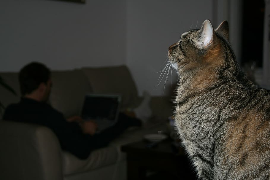 Adidas, Couch, Pet, Domestic Cat, mackerel, profile, fur, looking HD wallpaper