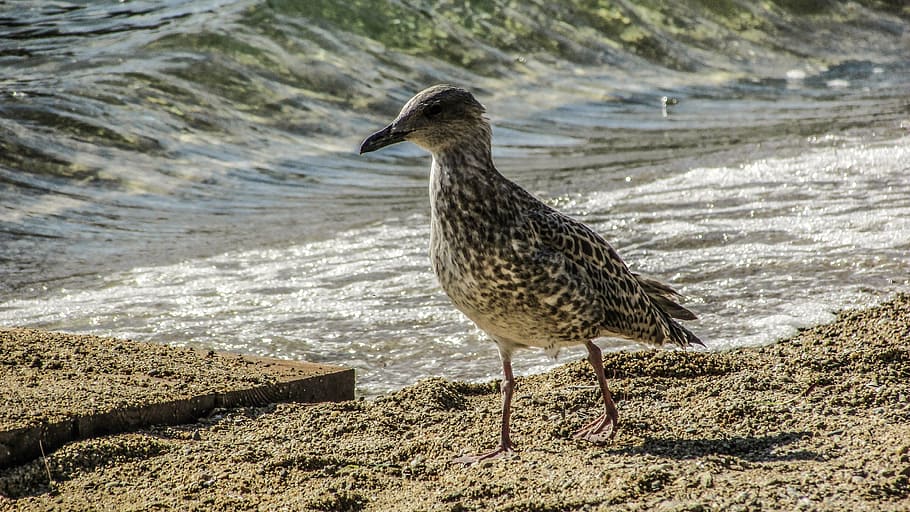 seagull, grey, bird, gray, nature, wildlife, beach, animal HD wallpaper