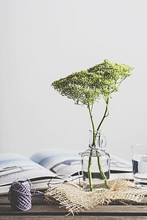 grey yarn ball on table next to tree in glass bottle, green HD wallpaper