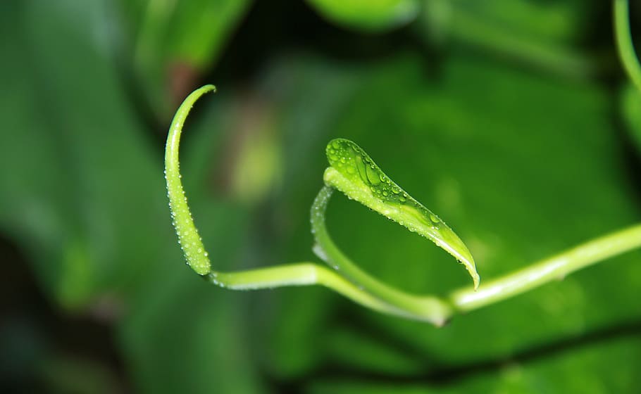 HD wallpaper: morning, green, hope, new, green color, plant, close-up ...