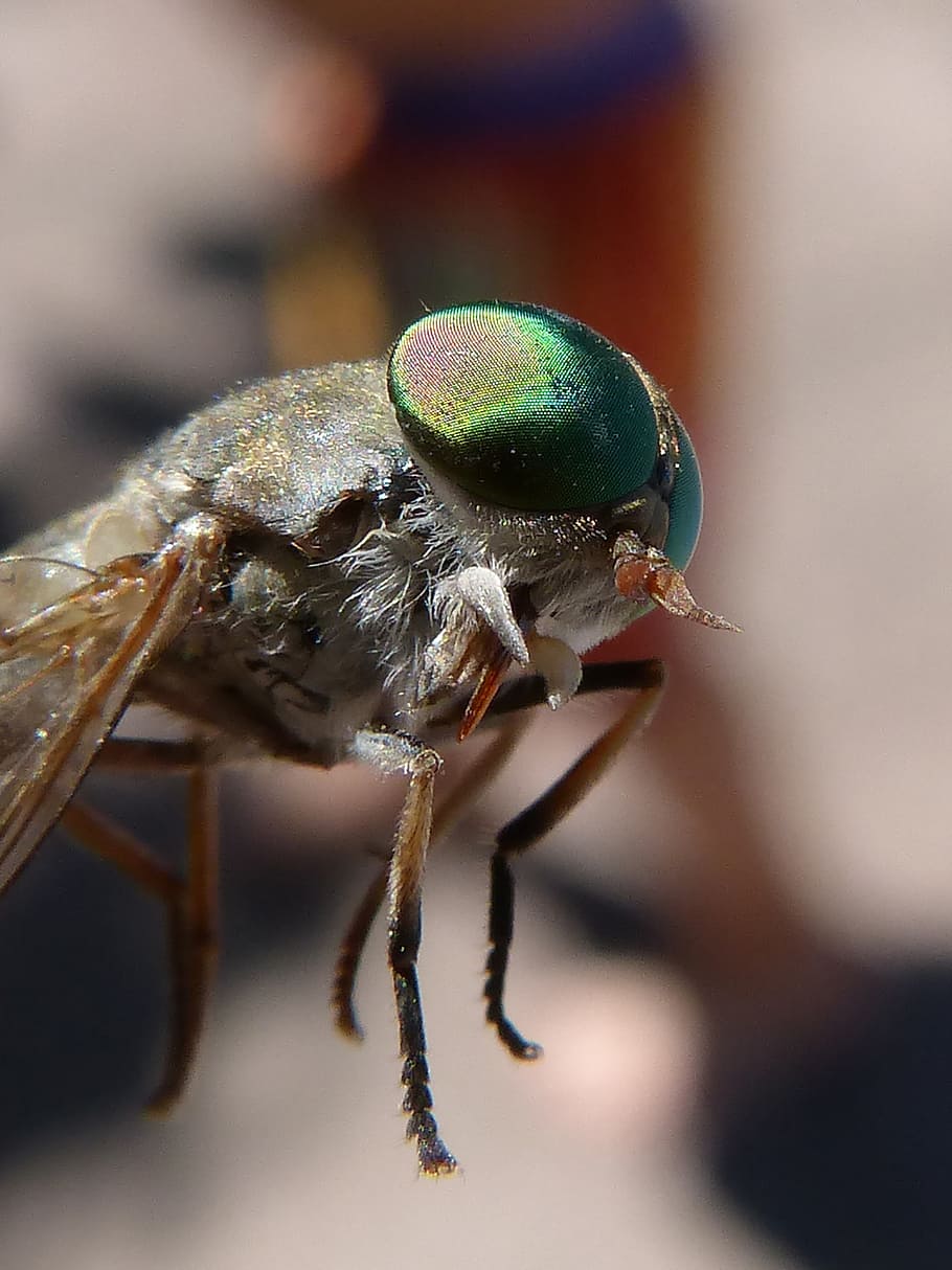 horsefly, compound eye, tabanid, insect eye, sting, invertebrate, HD wallpaper