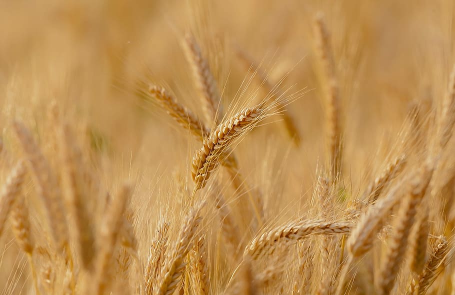 wheat field at daytime, spring, summer, france, epi, durum wheat HD wallpaper