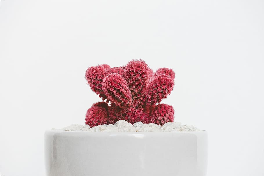 red cactus plant on white ceramic pot, red cactus plant on top white stones HD wallpaper