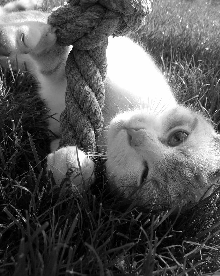 cat, tomcat, play, mammal, one animal, animal themes, domestic HD wallpaper