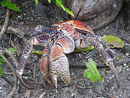 crab, coconut, macro, beach, wildlife, crustacean, marine, ocean HD wallpaper