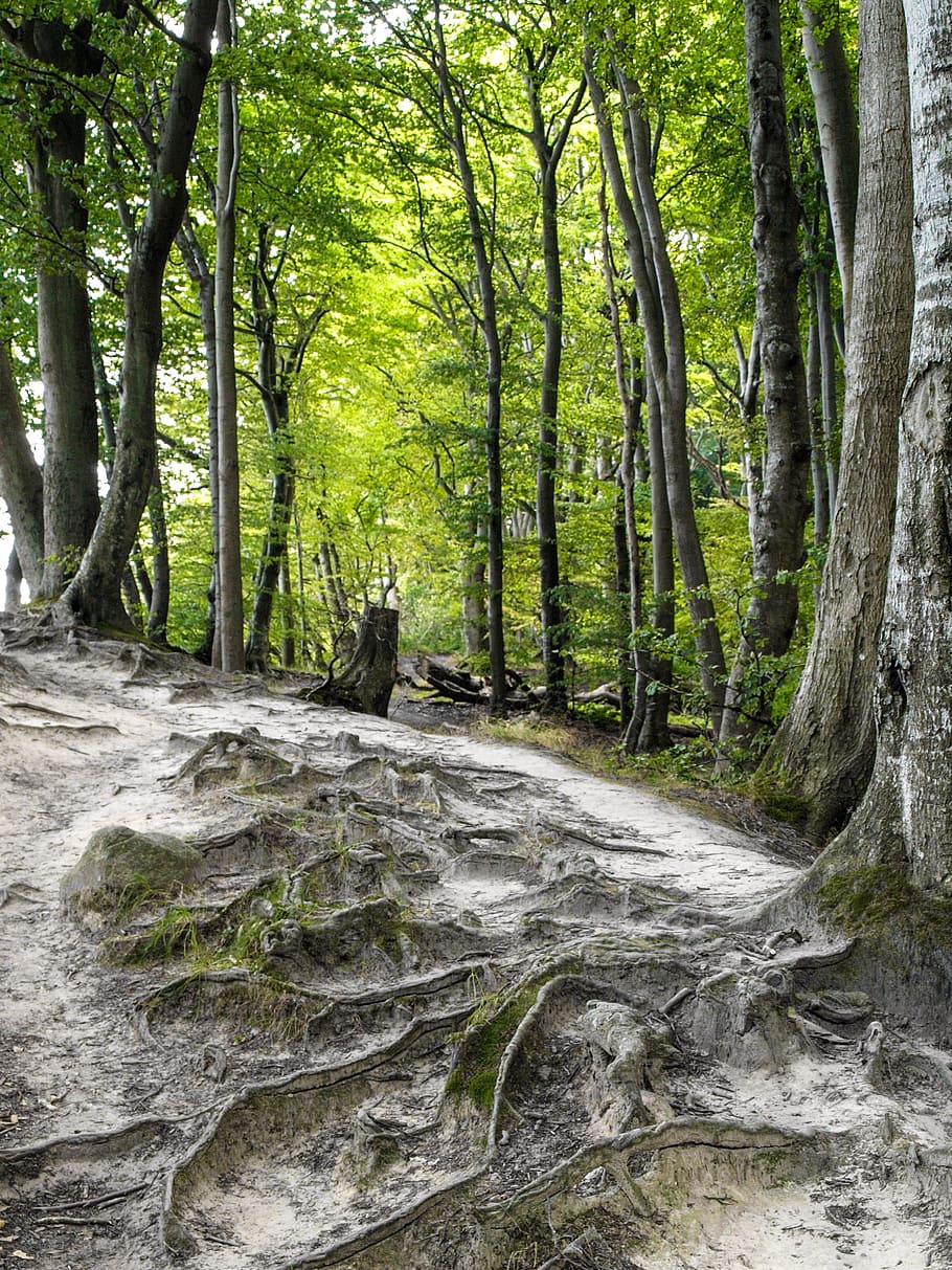 forest, trees, nature, landscape, root, of course, plant, beauty in nature HD wallpaper