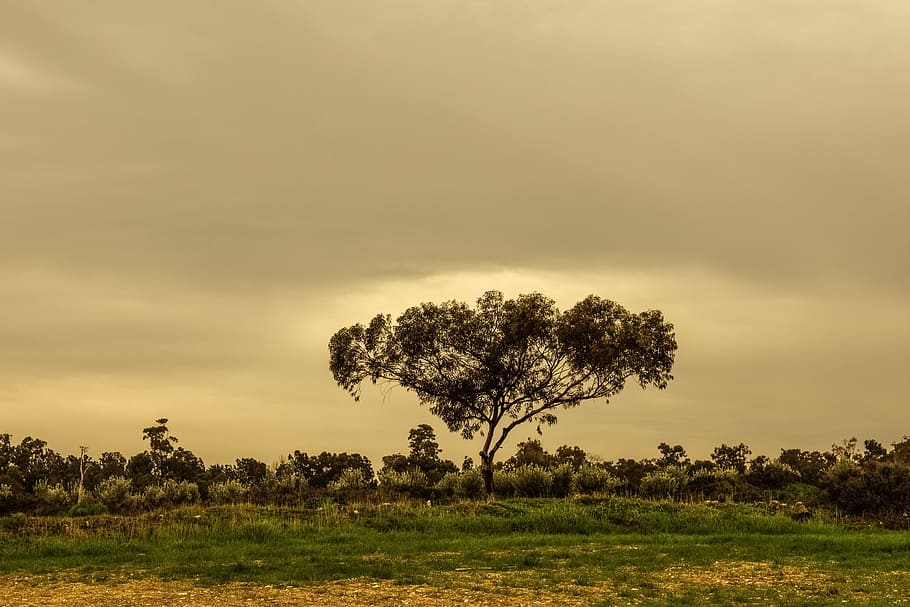 Tree, Meadow, Landscape, Scenery, Nature, field, countryside HD wallpaper