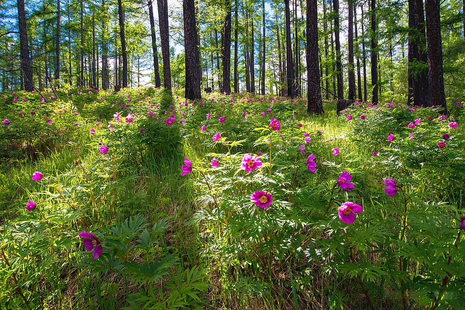 pink opium poppies field under trees at daytime, Flowers, Forest, HD wallpaper