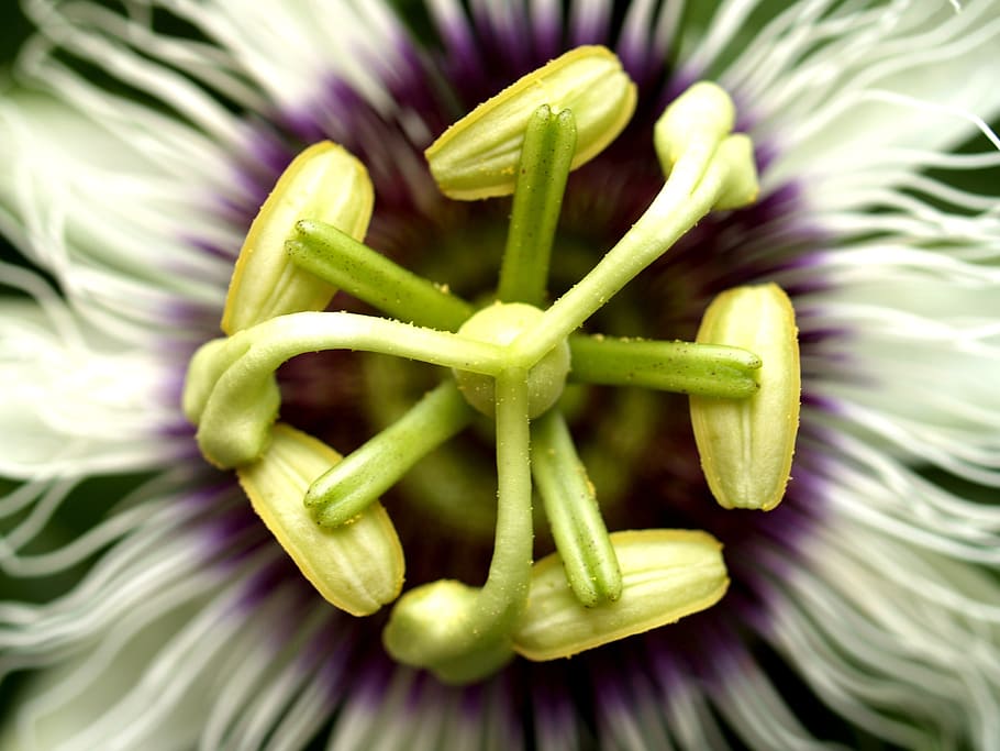 passion, flower, fruit, tropical, green, petal, leaf, head HD wallpaper