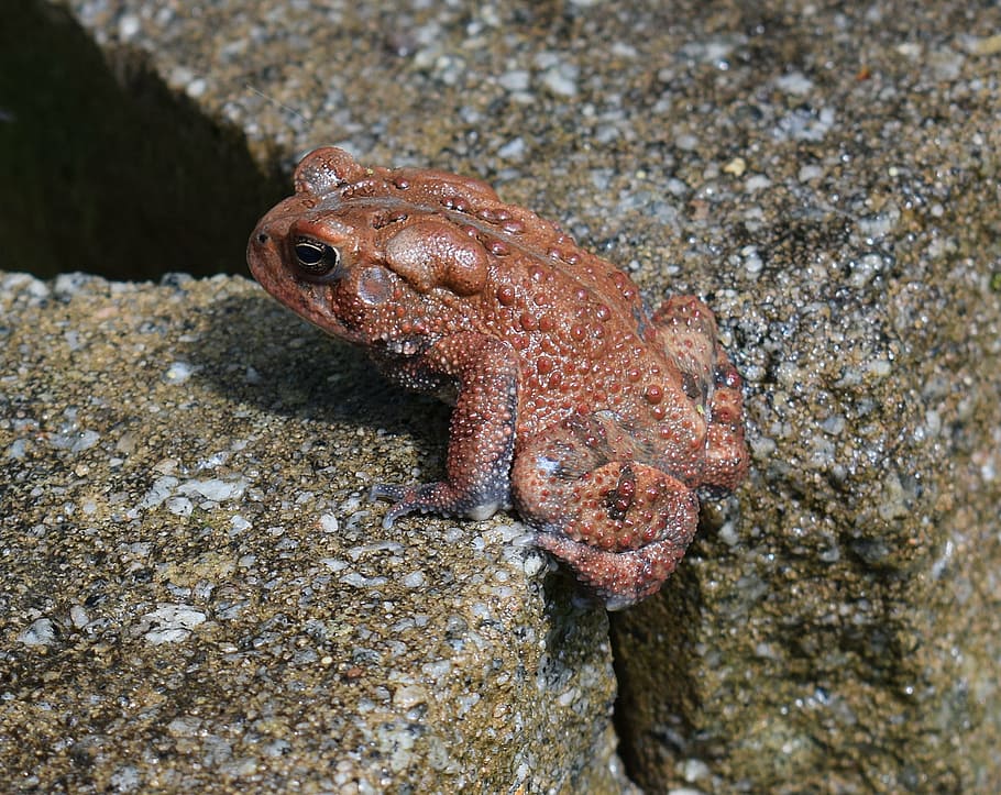 american toad, red phase, amphibian, animal, fauna, spring HD wallpaper
