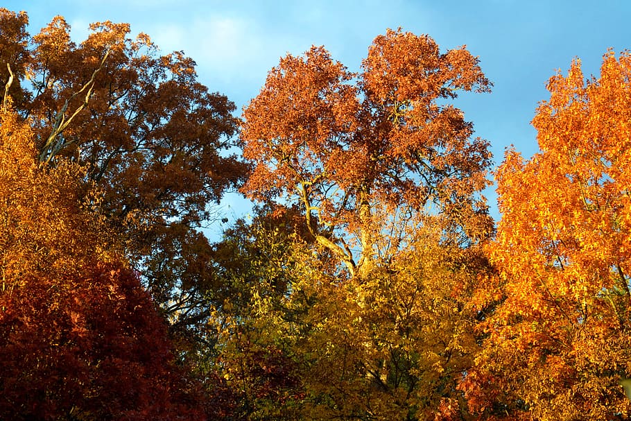 Fall, Foil, Tree, Leaf, trees, autumn, beauty, park, foliage HD wallpaper