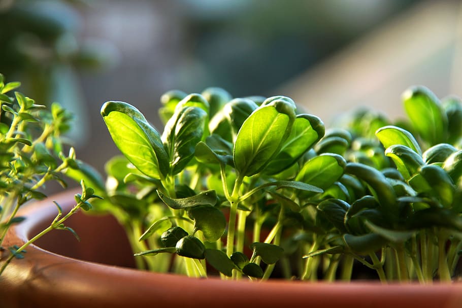 Basil, Herbs, Leaf, Plant, Eat, Food, spice, frisch, scion HD wallpaper