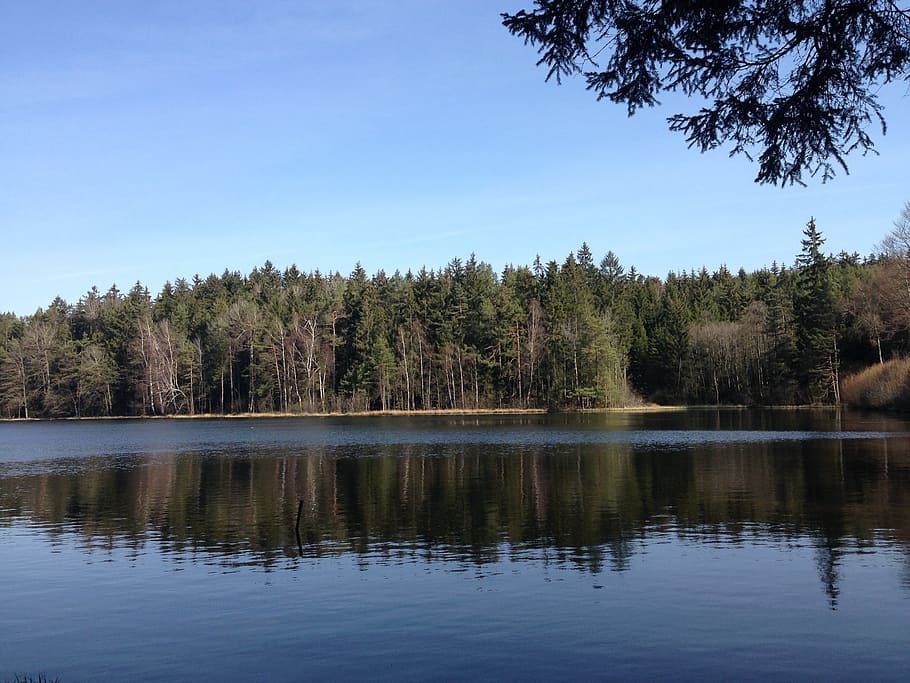 pond, lake, water, surface, reflection, tree, plant, sky, tranquility HD wallpaper