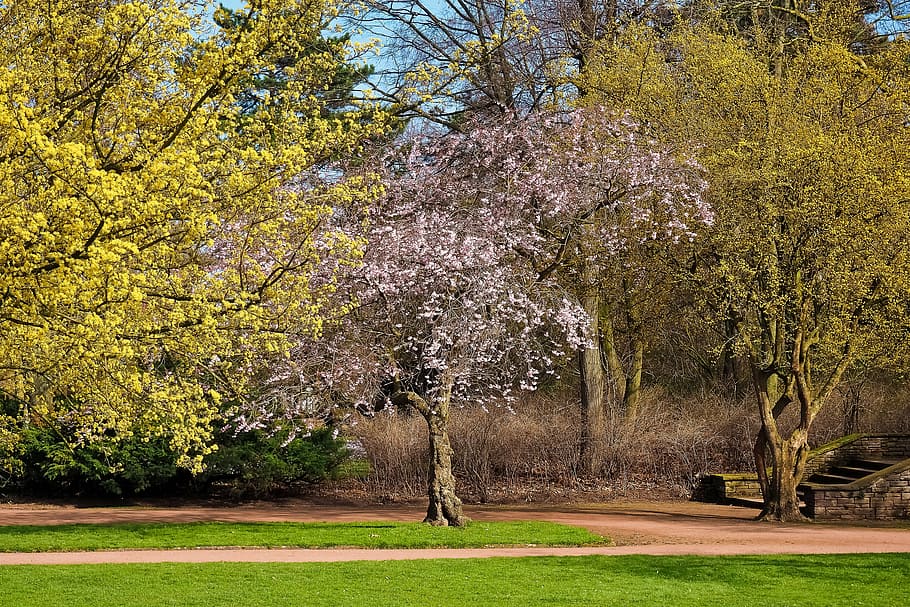 park, landscape, nature, tree, garden, scenic, plant, spring HD wallpaper