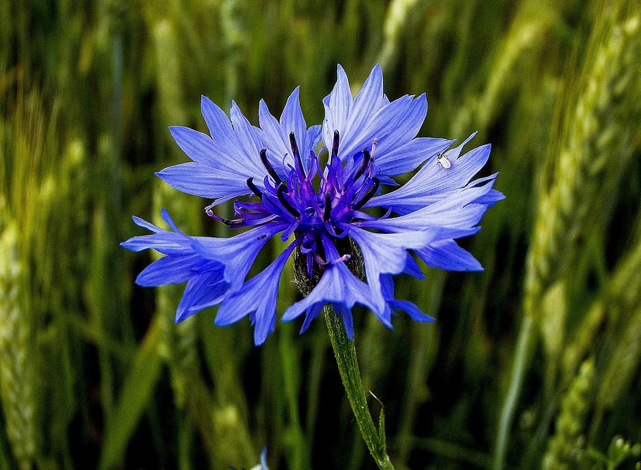 macro photography of blue cornflower, bluebottle, plant, summer