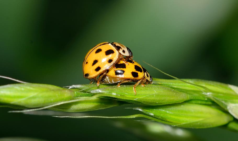 ladybug, insect, beetles, coupling, love, reproduction, animal HD wallpaper