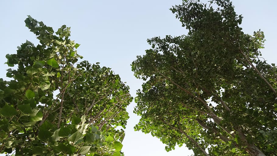 tree, nature, vertical, tree leaf, plant, sky, growth, green color HD wallpaper