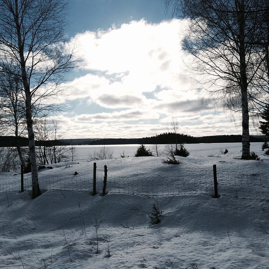 winter, snow, lake, cold temperature, tree, plant, bare tree HD wallpaper