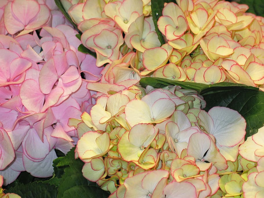 hydrangea, decorative, bush, green, white, garden, nature, flowers HD wallpaper