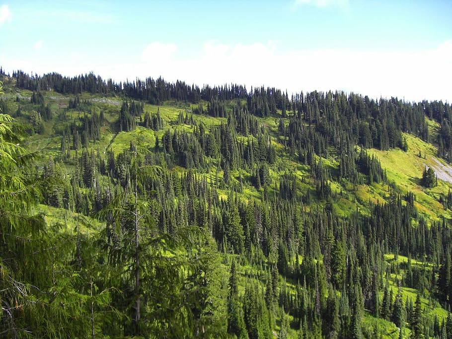 pine, tree, mountain, park, forest, evergreen, nature, green Color HD wallpaper