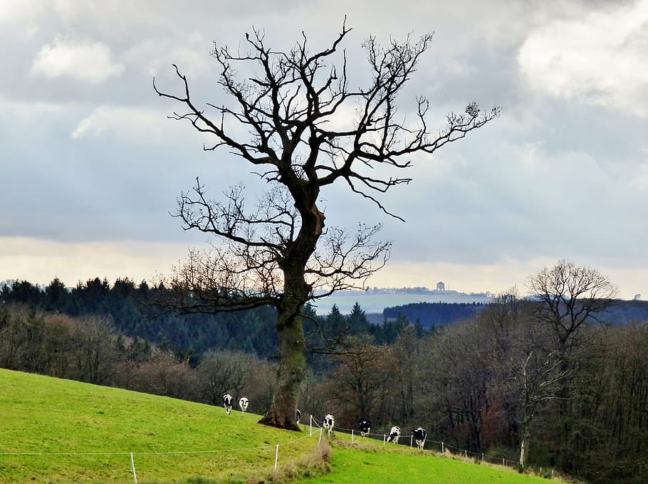 tree, erratic, landscape, cows, nature, plant, sky, cloud - sky HD wallpaper
