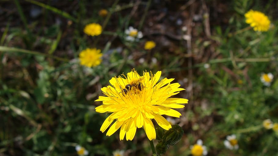 flower, yellow, nature, spring, flowering, summer, yellow flower HD wallpaper
