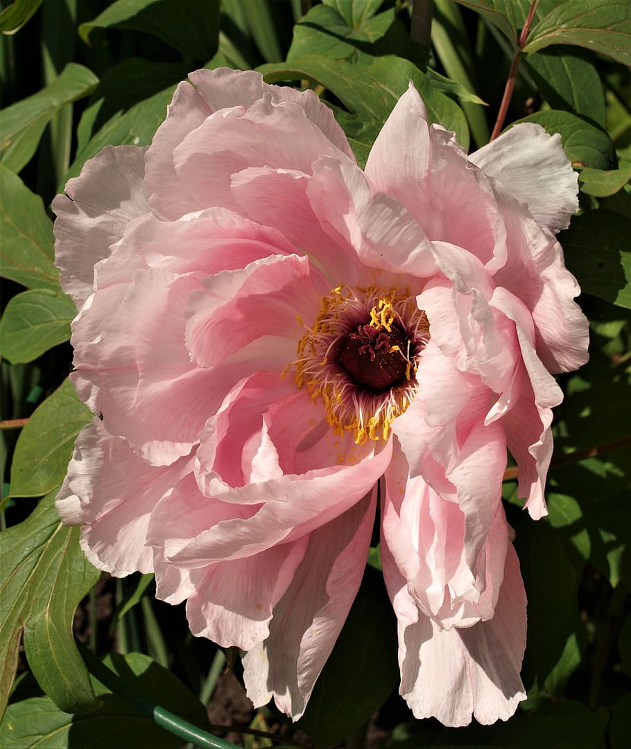 peony, flower, petals, bloom, floral, flowering plant, fragility HD wallpaper