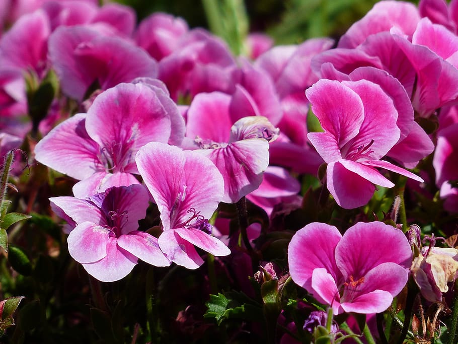 flowers, pink, container plant, noble pelargonium, english geraniums