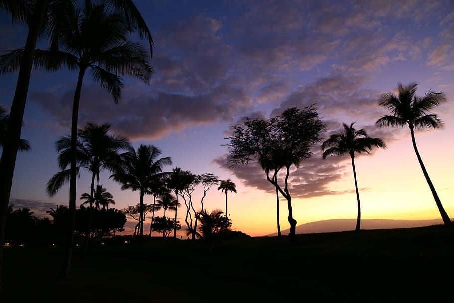 silhouette of palm trees, sunset, silhouettes, hawaii, tropical Climate HD wallpaper