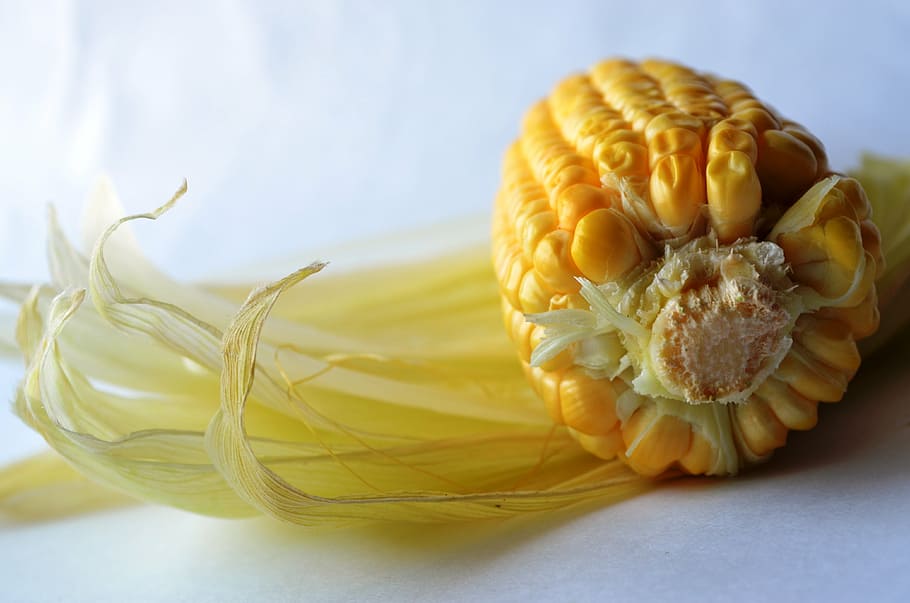 corn, maize, starch, food, nutrition, yellow, crop, vegetarian HD wallpaper