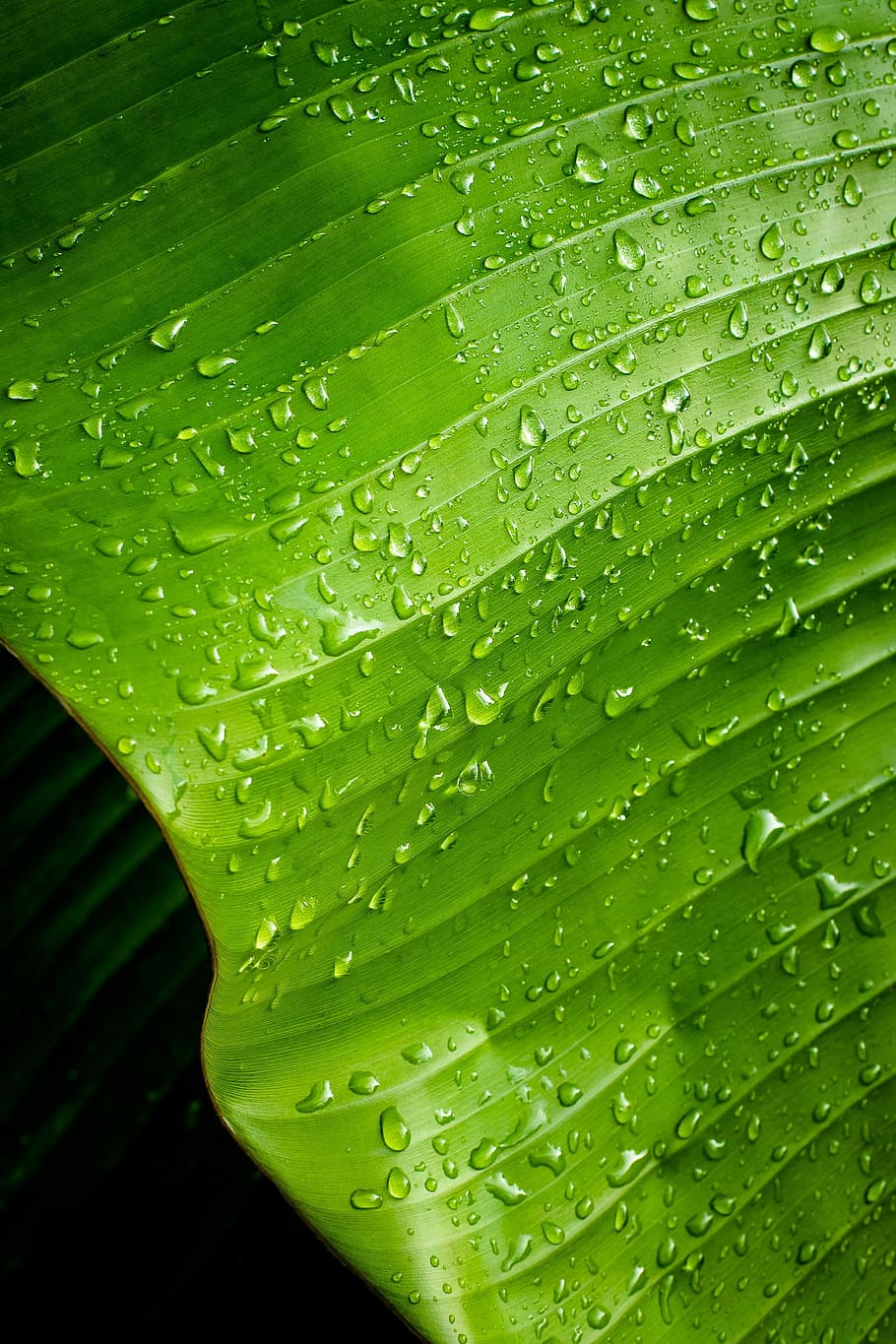 rocio, green, leaf, plants, green leaves, rib, garden, drops HD wallpaper