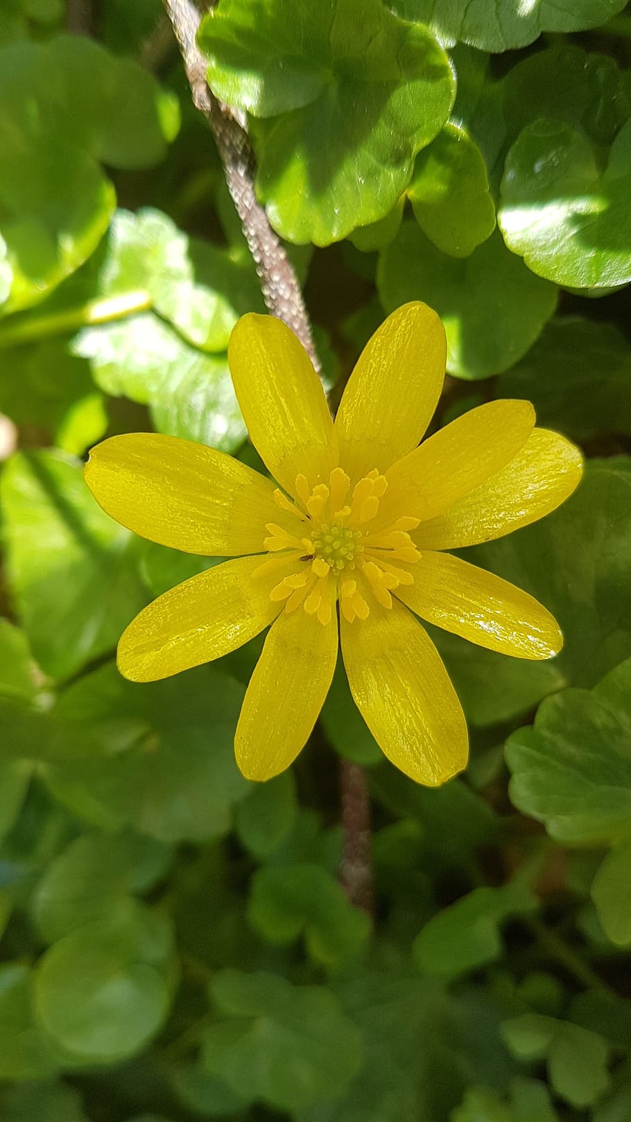 Buttercup, Yellow, Bloom, Spring, Flower, freshness, nature HD wallpaper