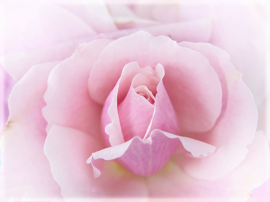 pink rose closeup photography, macro, blossom, bloom, plant, pink roses, HD wallpaper