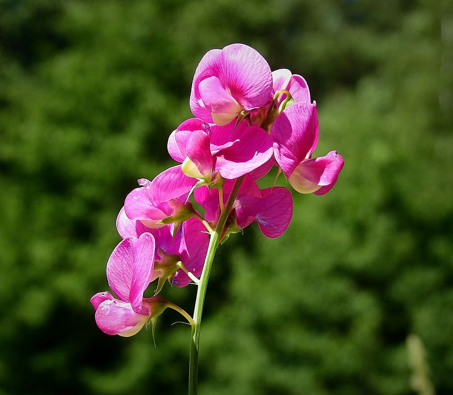 flower, spring, nature, pink color, flowering plant, freshness HD wallpaper