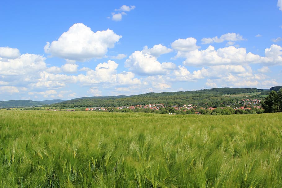 barley, field, sky, clouds, nature, green, hill, hesse, agriculture HD wallpaper