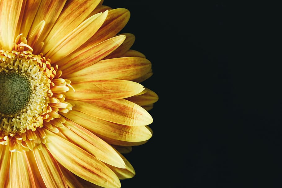 yellow, petals, flower, single, black background, blooming, bright HD wallpaper