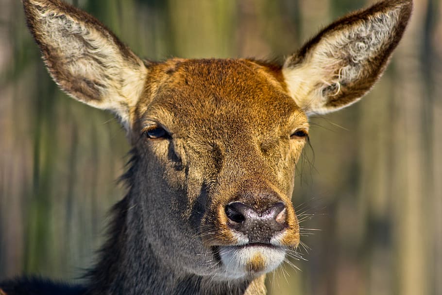 roe deer, forest, fallow deer, wild, animal, one animal, animal wildlife HD wallpaper