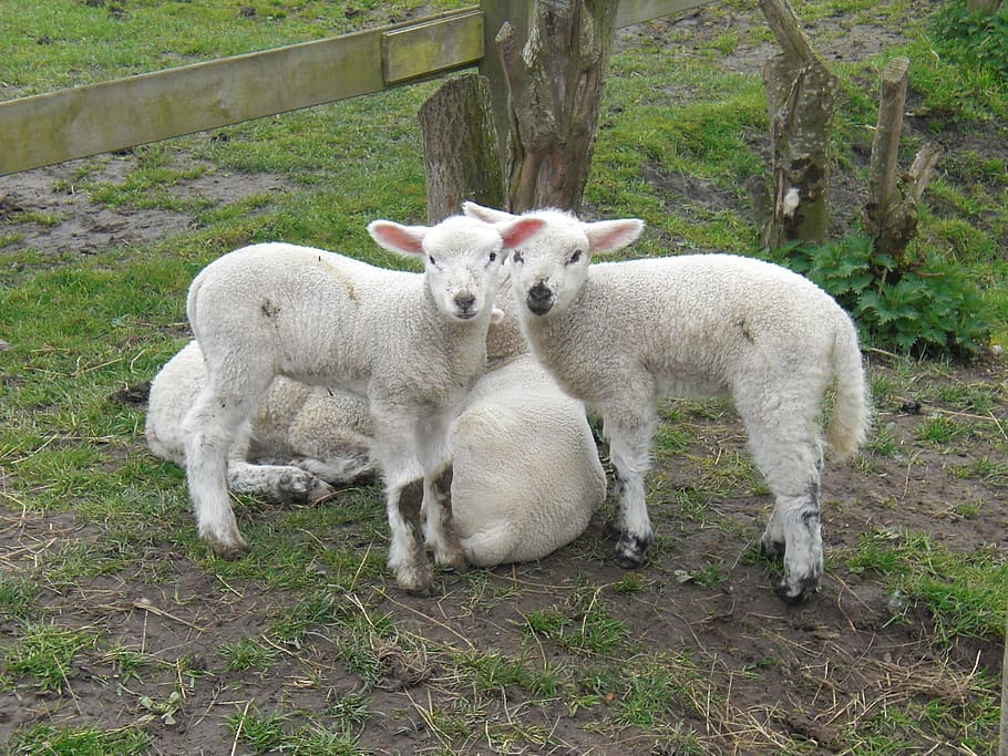 lamb, lambs, sweet, white, schäfchen, mammal, animal themes HD wallpaper