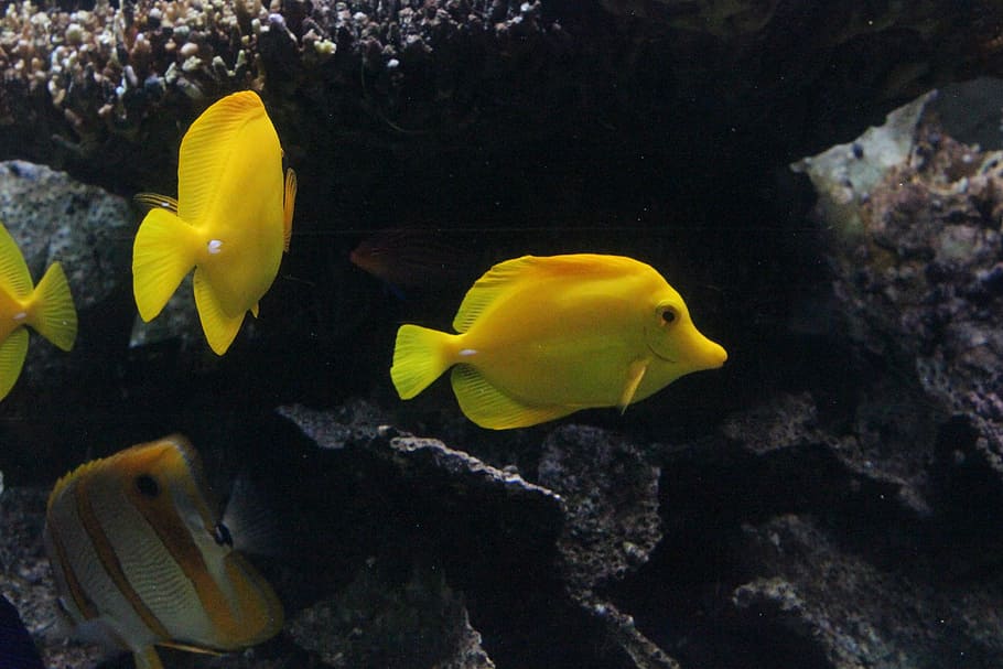 Yellow, Fish, Underwater, animal themes, one animal, sea life HD wallpaper