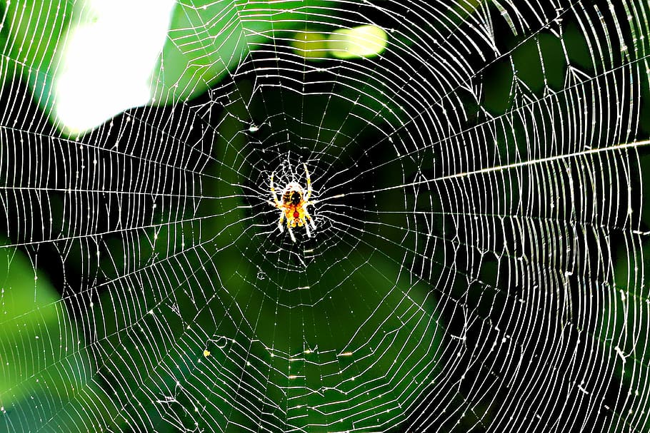 Spider, Cobweb, Close, Dewdrop, Insect, krabbeltier, spider Web HD wallpaper