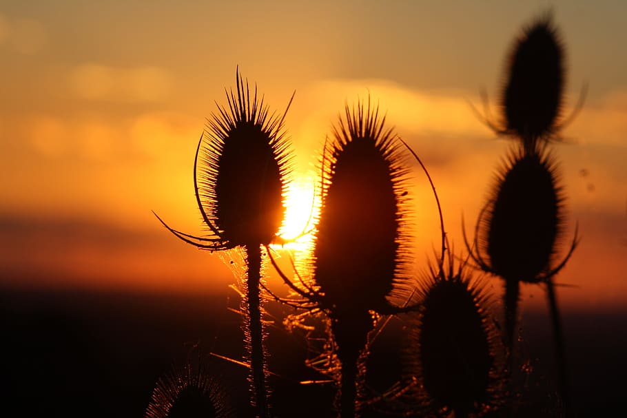 Sunset, Thistle, Back Light, Mood, background, warm, sky, dark HD wallpaper